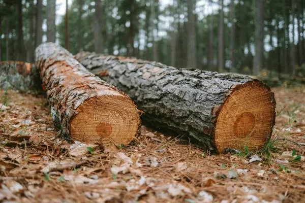 Dangerous Tree Dismantling in Inverclyde