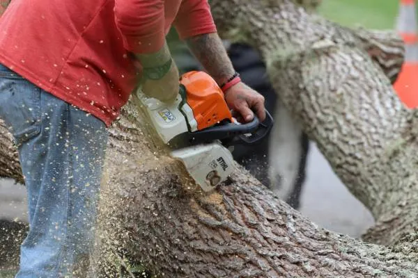 Emergency Tree Removal in Inverclyde