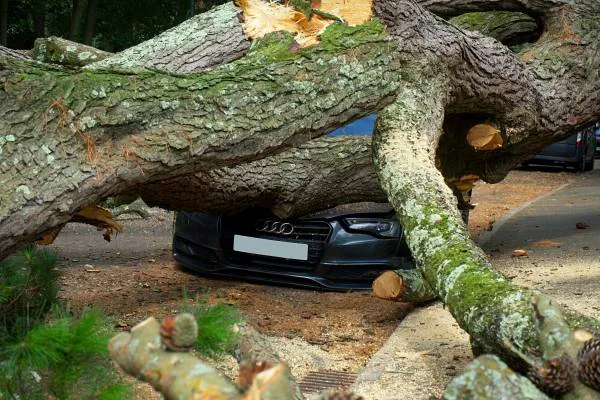 Storm Damage & Fallen Trees in Inverclyde