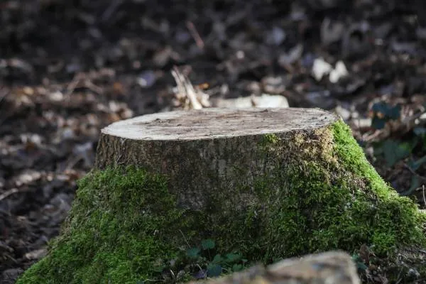 Stump Grinding in Inverclyde